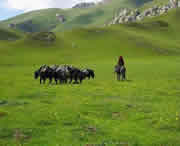 合作天气预报7天